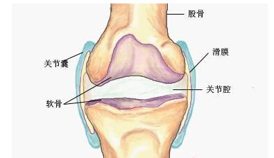 确切的说,踝关节是人体在直立情况下承受最大力的关节.