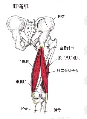 腘绳肌是一组肌群而不是单独一块肌肉,通常由半腱肌,半膜肌