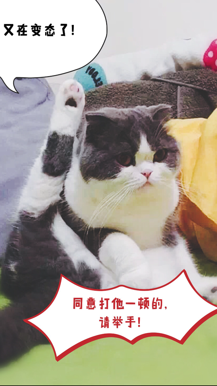 (别看文字)配图让我想起这只小花猫了[大笑][大笑]