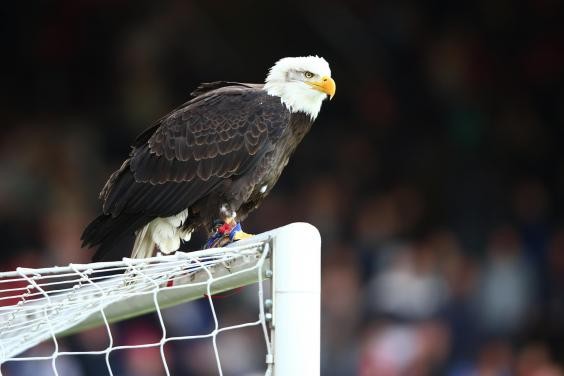 新闻大爆炸:嘴上没毛办事不牢,奥斯卡的胡子真