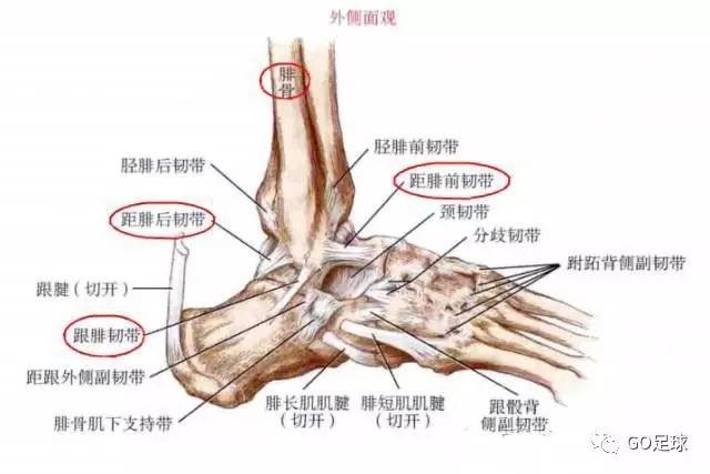 崴脚,最主要的原因是由踝关节的结构特点决定的,距骨形状前宽后窄