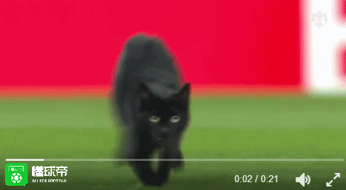 【喵星人出没,安菲尔德球场出现可爱的小黑猫】