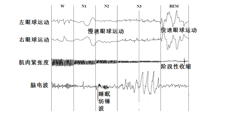神奇的睡眠:如何睡出一个良好的球场表现和身体状态