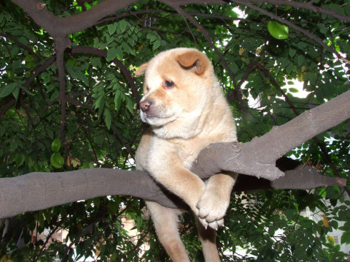 在树上都饿瘦了.