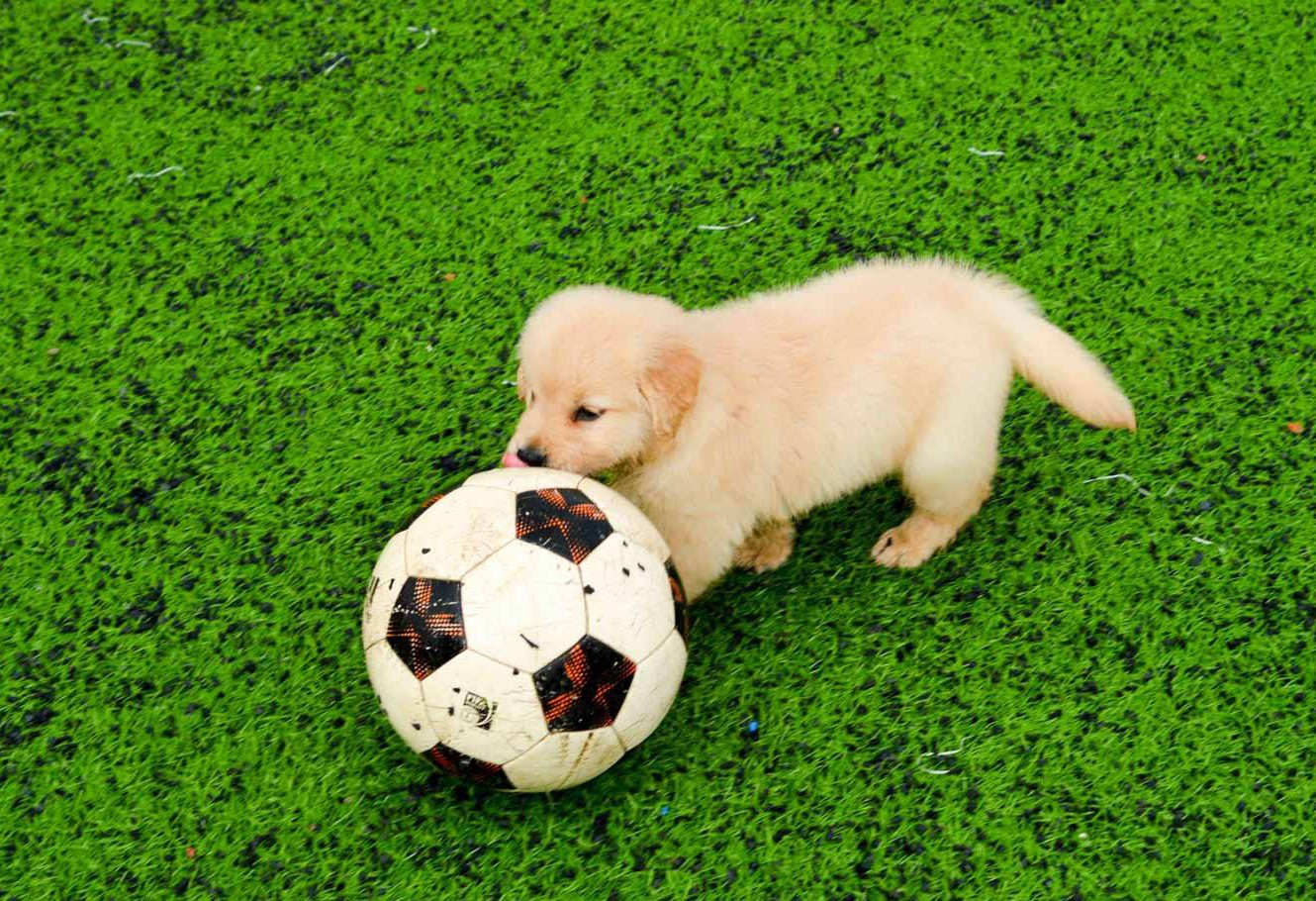 为了让足球狗过好七夕 操碎心的球场老板!