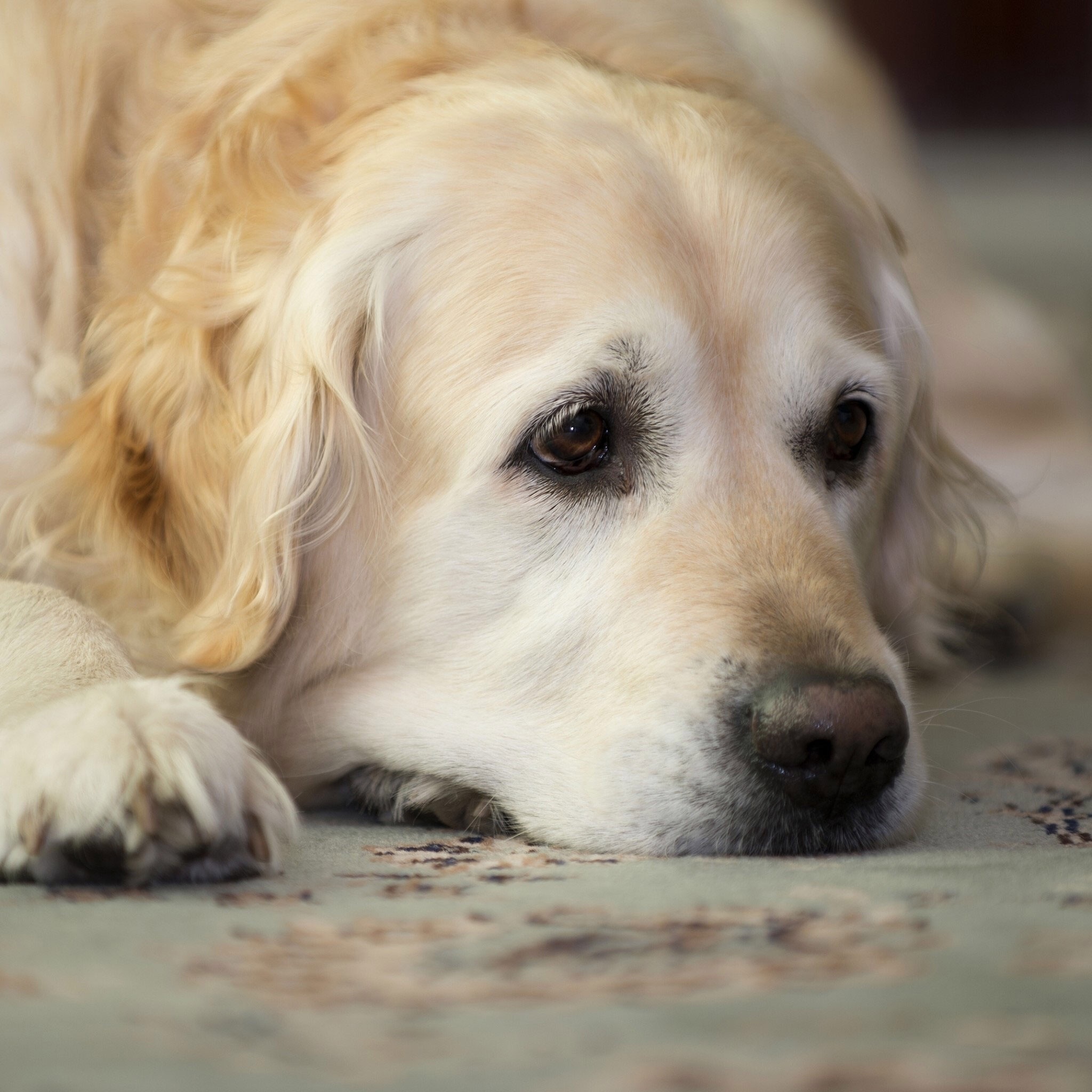 垂头丧气[伤心]