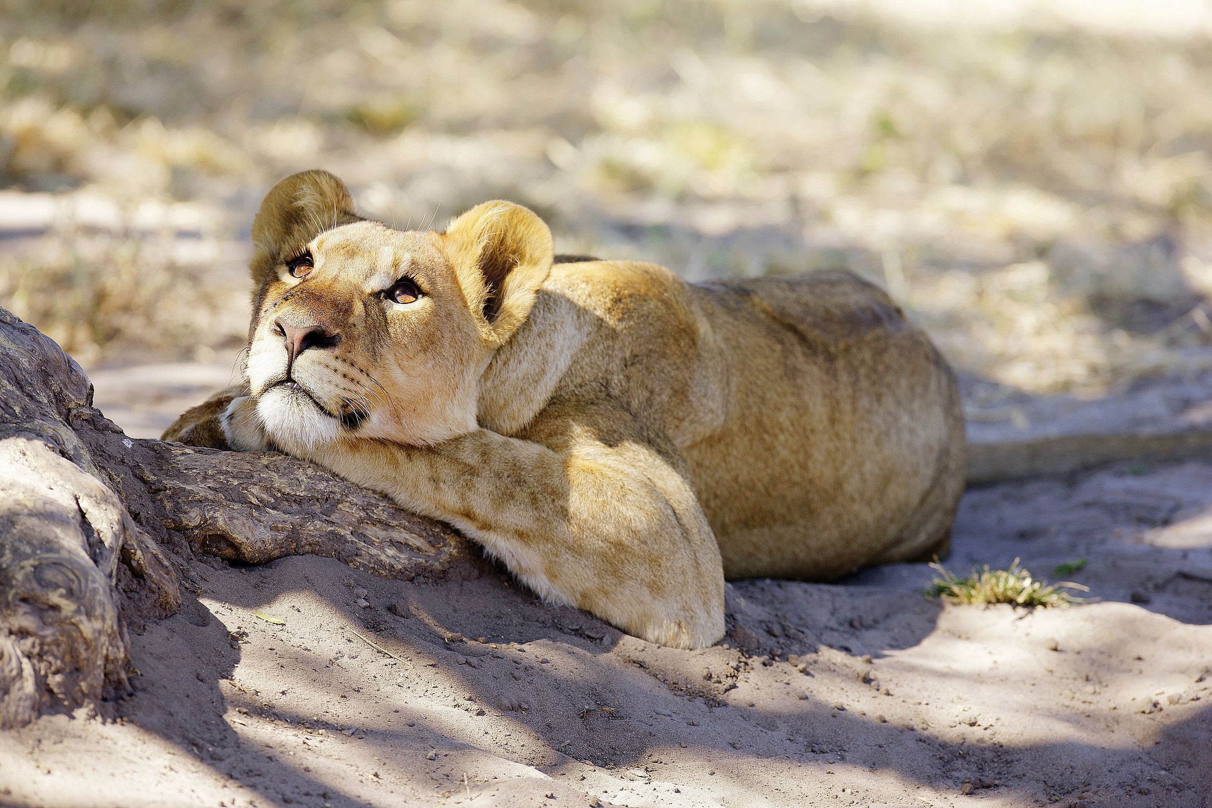 磕磕绊绊,步履蹒跚:回顾江苏苏宁的2017心路历