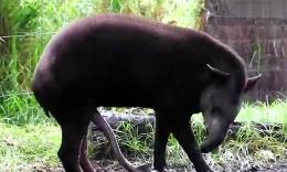 好尴尬,加图索收到金貘奖