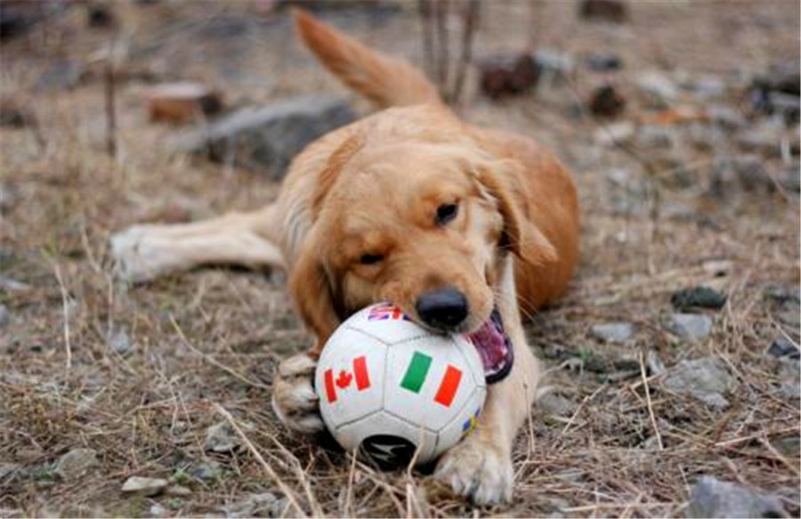 爆笑足球之足球比赛场外援助重要性